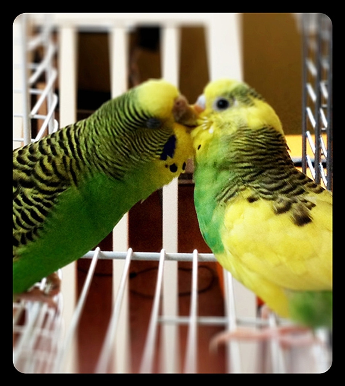 Love between Mom and baby budgies Maki and Pablo